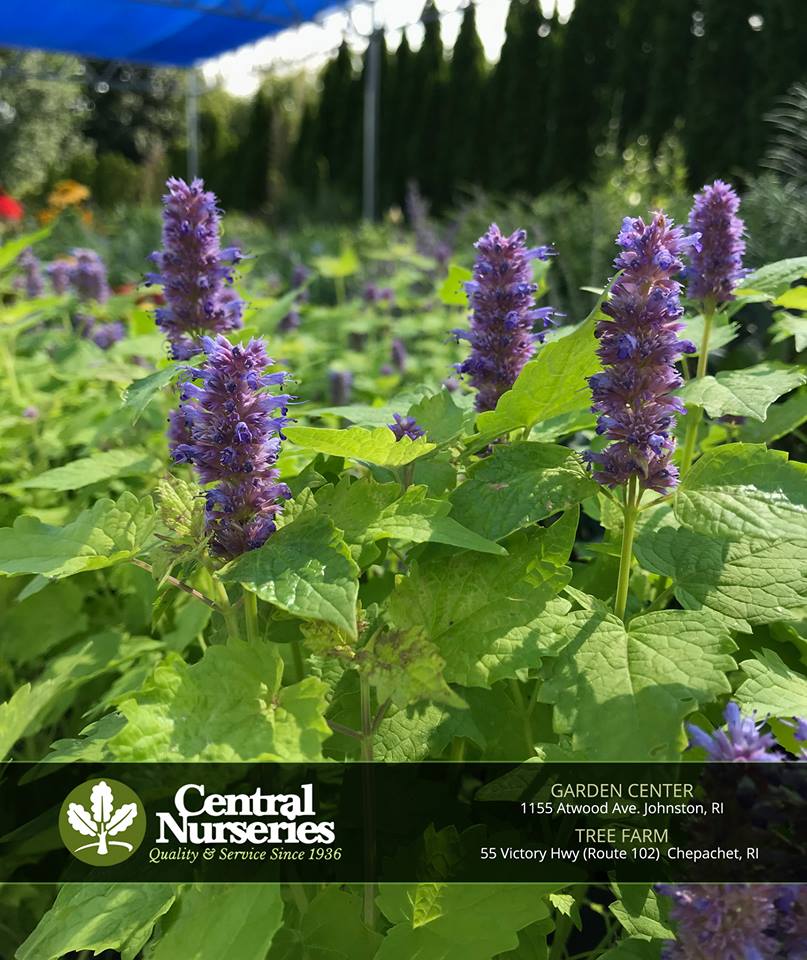 Central Nurseries – You’re the best!
